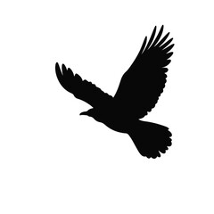 Bird silhouette soaring in the sky against a white background, freedom