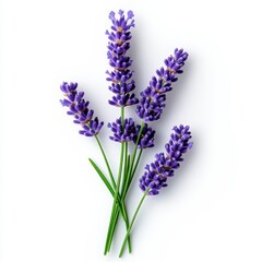 Naklejka premium Purple Lavender Flowers on White Background