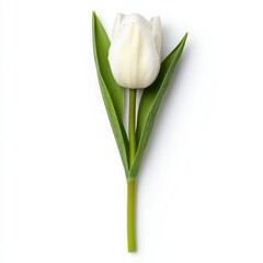 Single White Tulip with Green Leaves on White Background