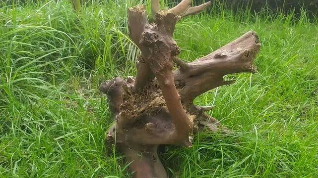 Decaying Tree Stump with Unique Pattern Among Bright Green Grass in Nature