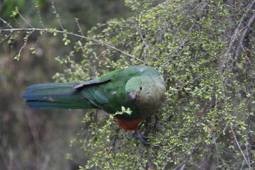bird on a tree