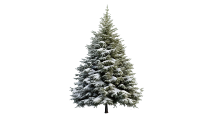 Beautifully Adorned Christmas Tree on a Transparent PNG Background
