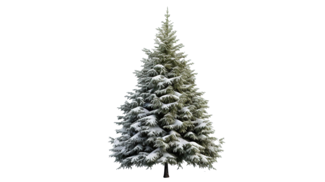 Beautifully Adorned Christmas Tree on a Transparent PNG Background
