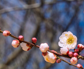 運動公園　梅の花ｰ77