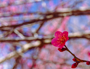 運動公園　梅の花ｰ76