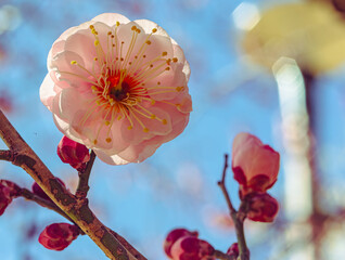 運動公園　梅の花ｰ56
