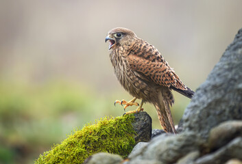 Common kestrel bird ( Falco tinnunculus )
