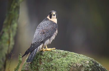 Peregrine Falcon ( Falco peregrinus )  close up