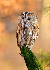 Tawny owl ( Strix aluco ) sitiing in the autumn forest