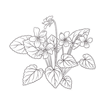 vector drawing spring flowers, violets,, monochrome line composition at white background, hand drawn illustration