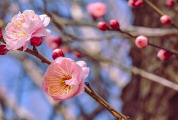 運動公園　梅の花ｰ7