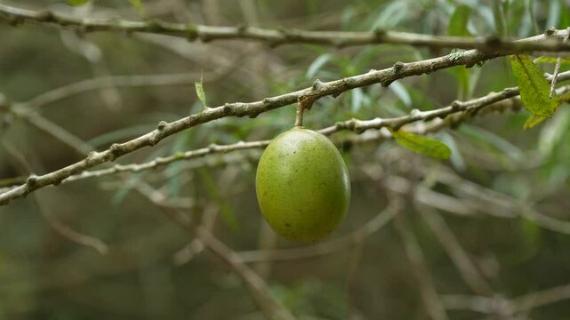 Close-Up of Totumo Fruit on the Tree