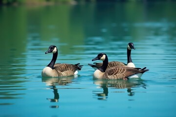 Obraz premium Group of geese peacefully floats on tranquil blue lake, floating, calm, image