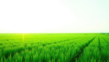 Fototapeta premium High-angle, vibrant green field, crisp yard lines, white backdrop , grass, gridiron