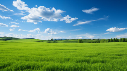 Fototapeta premium green field and blue sky. field and clouds