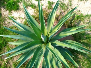 Obraz premium aloe vera plants