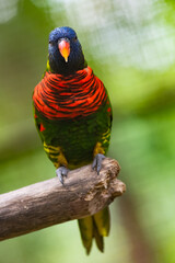 coconut lorikeet (Trichoglossus haematodus)