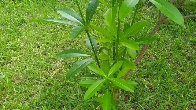 Close Up of Lush Green Plant with Long Slender Leaves Against Grassy Background