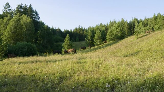 Southern Urals, a herd of horses in a pasture in summer.