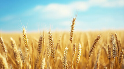 Fototapeta premium Golden wheat field under clear blue sky, evoking sense of tranquility