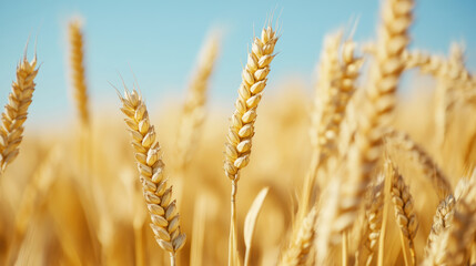 Golden wheat field under clear blue sky, showcasing ripe ears of wheat