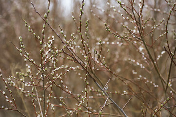 Close-Up of Bare Branches with Buds and Droplets in Early Spring Nature Scene