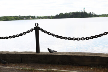 Pigeon Walking by Lake with Chain Fence and Monastery in Background