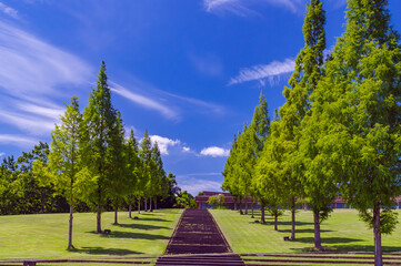 夏の公園、美しい緑の芝生の広場と青空に伸びるメタセコイヤ、鹿深夢の森