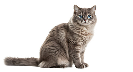 Gray cat sits serenely soft light studio shot. AI Generated