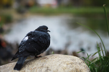 Calm Pigeon Perched on Rock by Tranquil Lake with Blurred Background