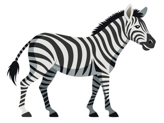 zebra isolated on white