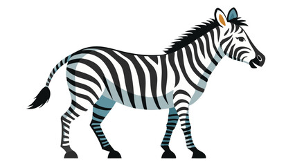 zebra isolated on white