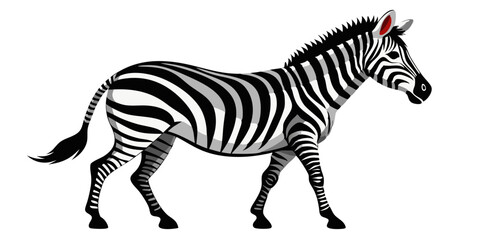 zebra isolated on white