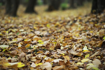 Autumn Fallen Leaves on Forest Floor - Seasonal Nature Background