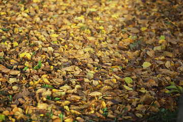 Autumn Leaves Carpet: A Close-Up of Fallen Yellow and Brown Leaves on the Ground