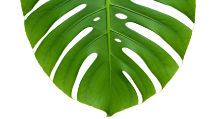 Vibrant green leaf displays striking white veins. AI Generated