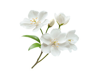 Obraz premium blooming white flowers