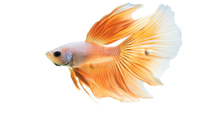 Fototapeta premium Goldfish and Siamese Fighting Fish Swimming in Clear Water with Orange and Gold Fins on White Background