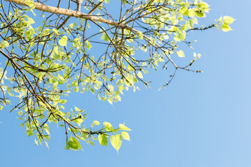 Sacred fig tree or Ficus religiosa with sprouting little light green leaves against clear sky in park.