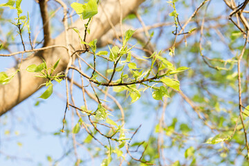 Sacred fig tree or Ficus religiosa with sprouting little light green leaves against clear sky in...