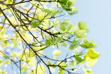 Sacred fig tree or Ficus religiosa with sprouting little light green leaves against clear sky in park.