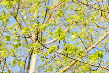 Sacred fig tree or Ficus religiosa with sprouting little light green leaves against clear sky in park.