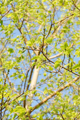 Sacred fig tree or Ficus religiosa with sprouting little light green leaves against clear sky in park.