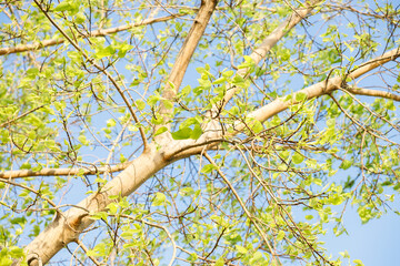Sacred fig tree or Ficus religiosa with sprouting little light green leaves against clear sky in...