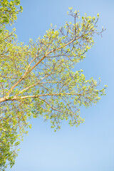 Sacred fig tree or Ficus religiosa with sprouting little light green leaves against clear sky in park.