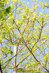 Sacred fig tree or Ficus religiosa with sprouting little light green leaves against clear sky in park.