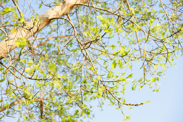 Sacred fig tree or Ficus religiosa with sprouting little light green leaves against clear sky in park.
