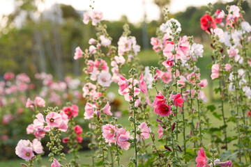 Pink Hollyhocks or Alcea flower cheerful blooming in natural park.