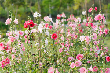 Pink Hollyhocks or Alcea flower cheerful blooming in natural park.