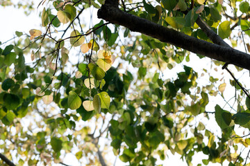 Sacred fig tree or Ficus religiosa with sprouting little light green leaves against clear sky in park.